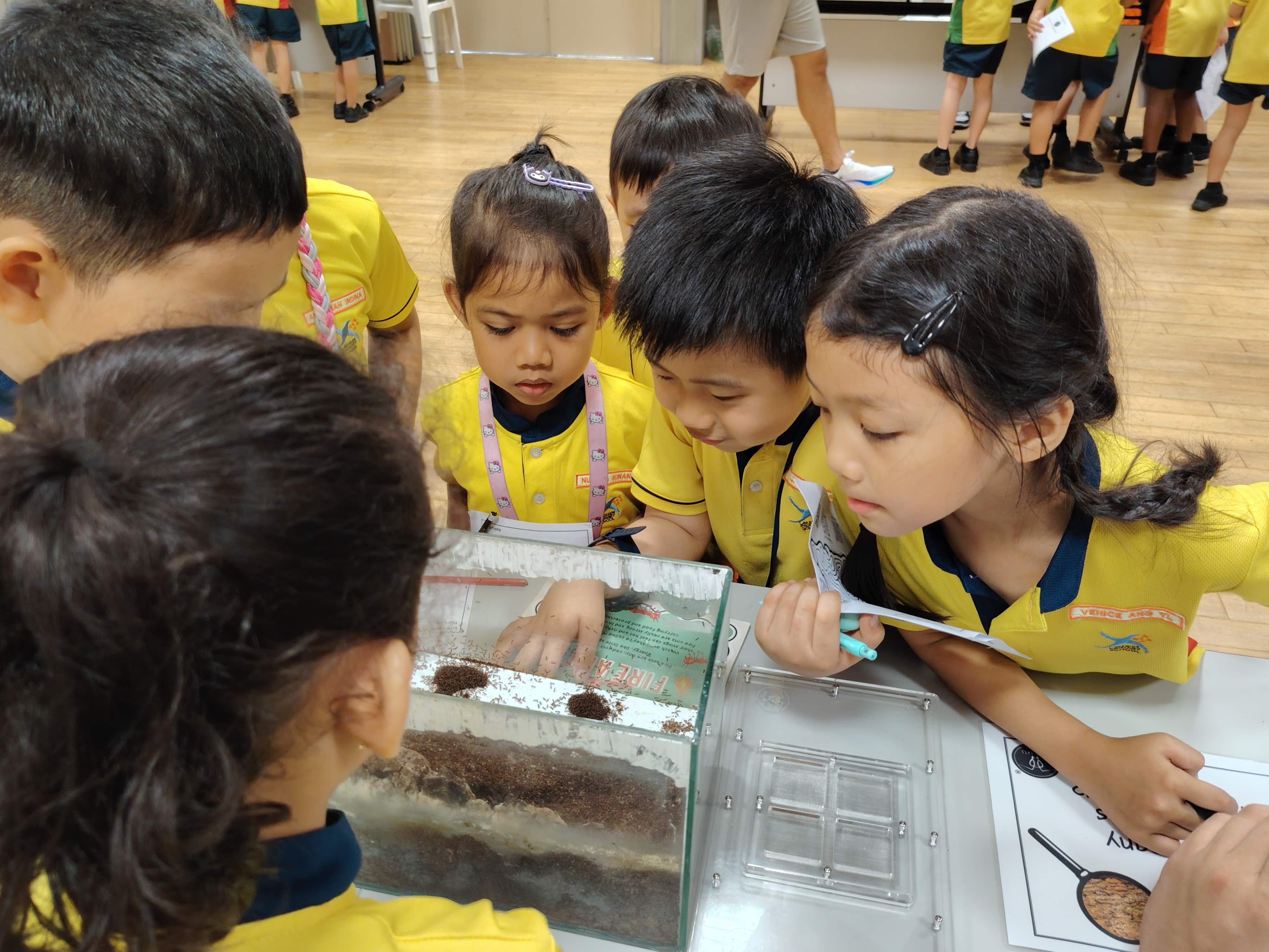 P1 students gathered curiously around an ant tank as they watched how a swarm of ants move and feed